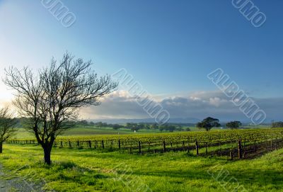 Vineyard Landscape