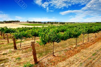 Green Vines