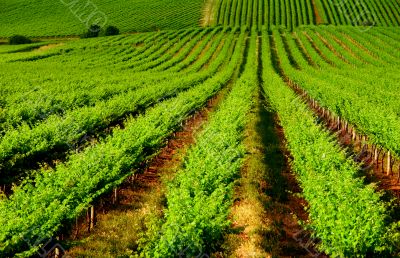 Rolling Vineyard