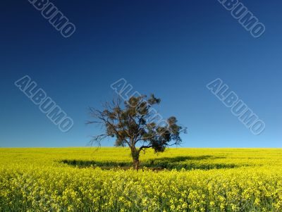 Canola Tree