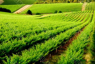 Rolling Vineyard