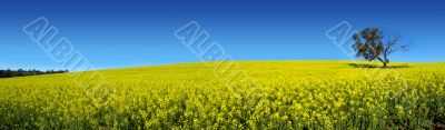 Canola Panoramic