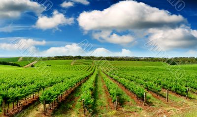 Green Vineyard Landscape