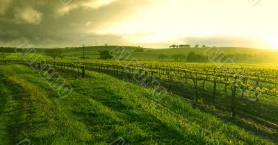 Sunrise over the Vineyard