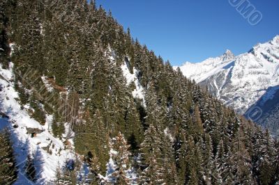 Chamonix forest mountain