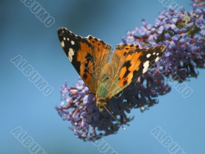 Red Admiral Butterfly Portrait