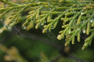 Cypress macro