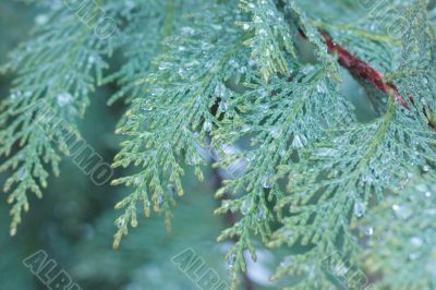 Cypress macro