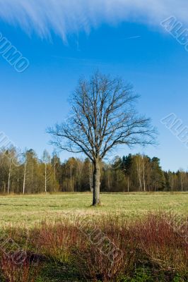 Lonley tree