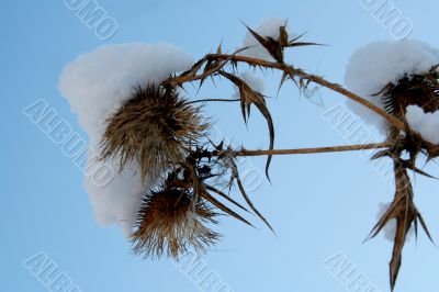 grass with snowflake