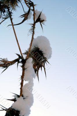 grass with snowflake