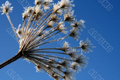 grass with snowflake