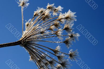 grass with snowflake