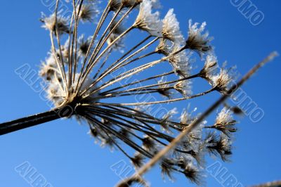 grass with snowflake