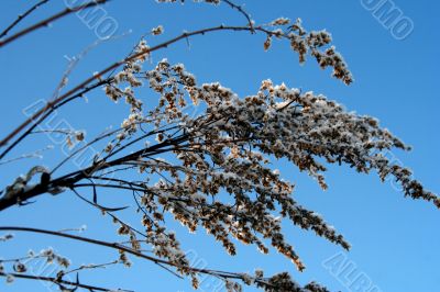 grass with snowflake