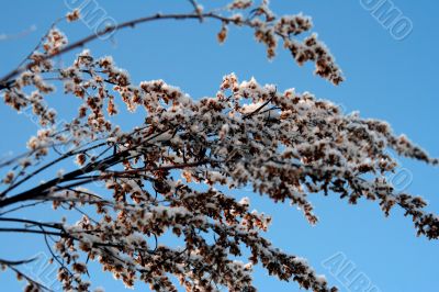 grass with snowflake