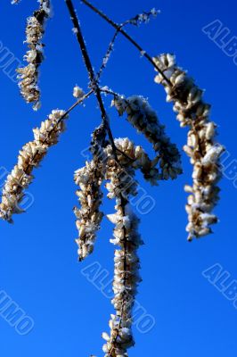 grass with snowflake