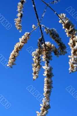 grass with snowflake