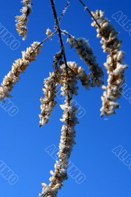 grass with snowflake