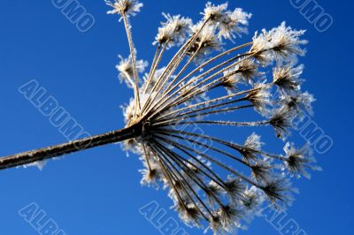 grass with snowflake