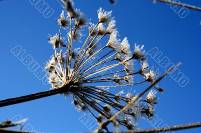 grass with snowflake