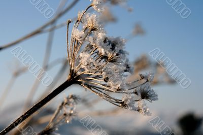 grass with snowflake