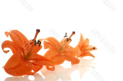 three lilies on the white