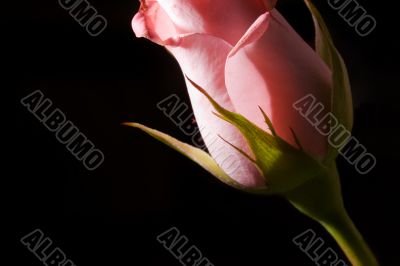 side of a rose bud