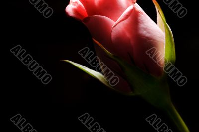 side of a rose bud