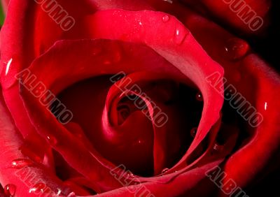 rose bud close up
