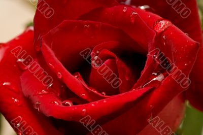 rose bud close up
