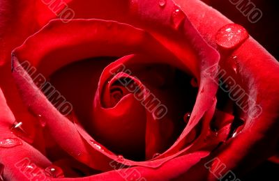 rose bud close up