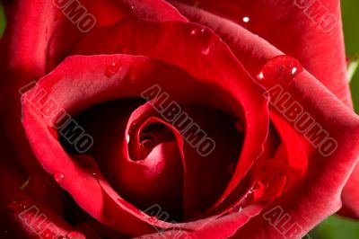 rose bud close up