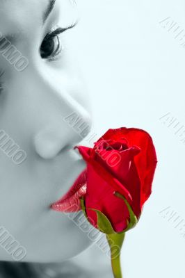 kissing a red rose