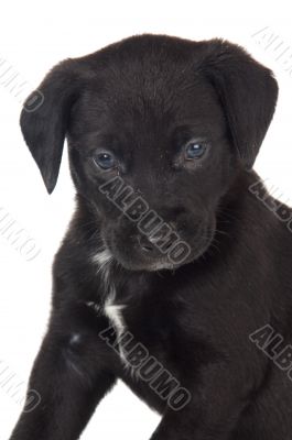 adorable small dog