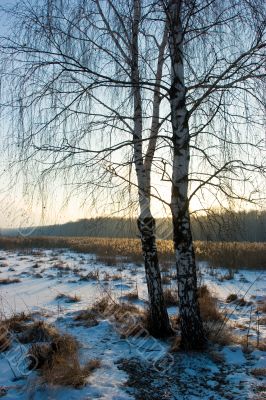 Winter birch-tree