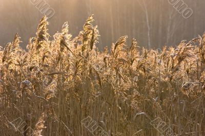 Reedbed at sunset