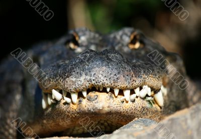 Alligator Bascking