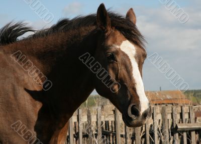 Brown horse.