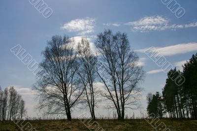 Landscape
