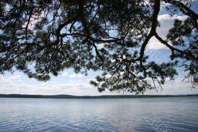 Landscape with a branch of a pine