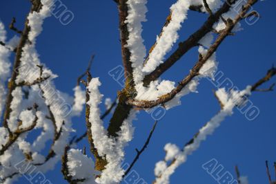 branches snow