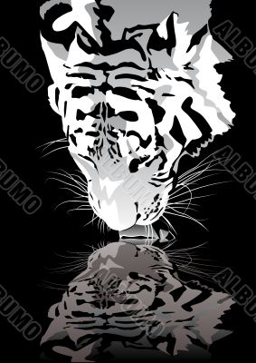 Tiger drinking