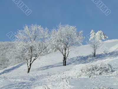 Snow-covered trees