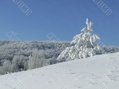 Snow-covered fir or pine