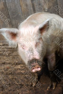 Rural Pig