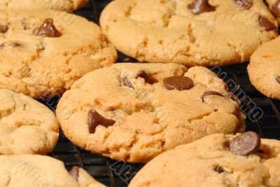 Chocolate Chip Cookies
