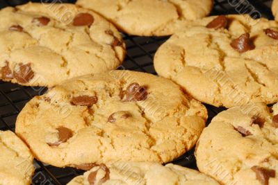 Chocolate Chip Cookies
