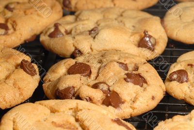 Chocolate Chip Cookies