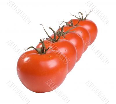 A line of tomatoes